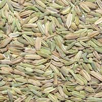 Manufacturers Exporters and Wholesale Suppliers of Fennel Seeds MORBI 